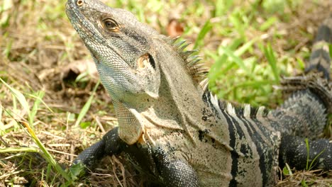 a dangerous looking iguana standing still with itâ´s head reared being watchful