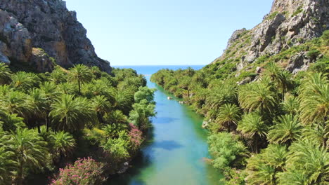 Palm-trees-surrounding-a-pristine-river-flowing-towards-Preveli-beach-in-Crete-island