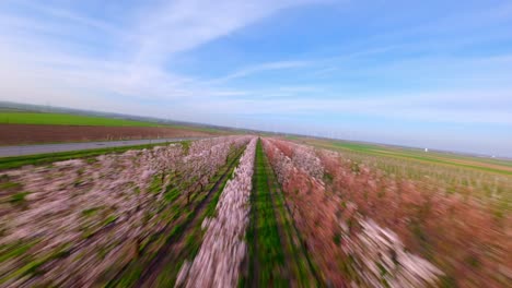 volando a través de las filas de árboles de albaricoque en el huerto al amanecer