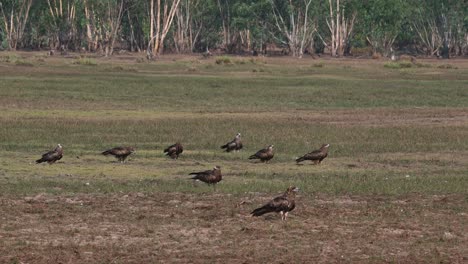 Ein-Schwarm-Ruht-Sich-Aus,-Während-Andere-Landen-Und-Andere-Abwechselnd-Abheben,-Schwarzohrmilan-Milvus-Lineatus-Pak-Pli,-Nakhon-Nayok,-Thailand