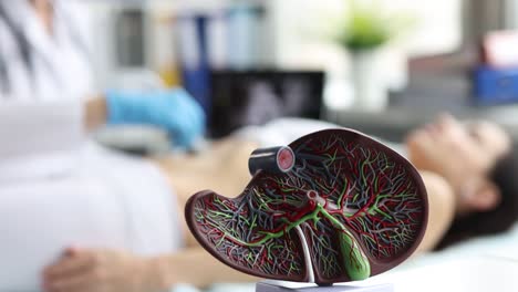 ultrasound examination of the liver