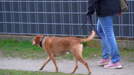 Perro-Y-Dueño-Caminando-En-Una-Acera-Con-Correa