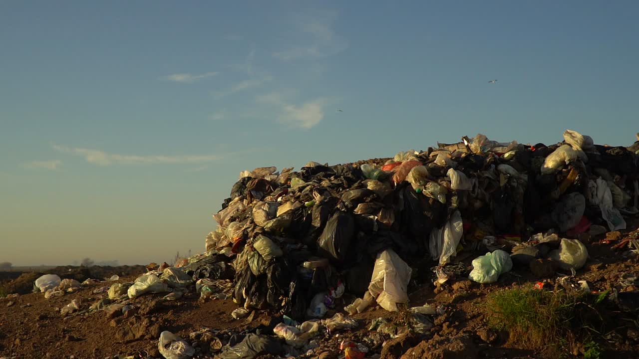 las gaviotas sobrevuelan la basura en un vertedero