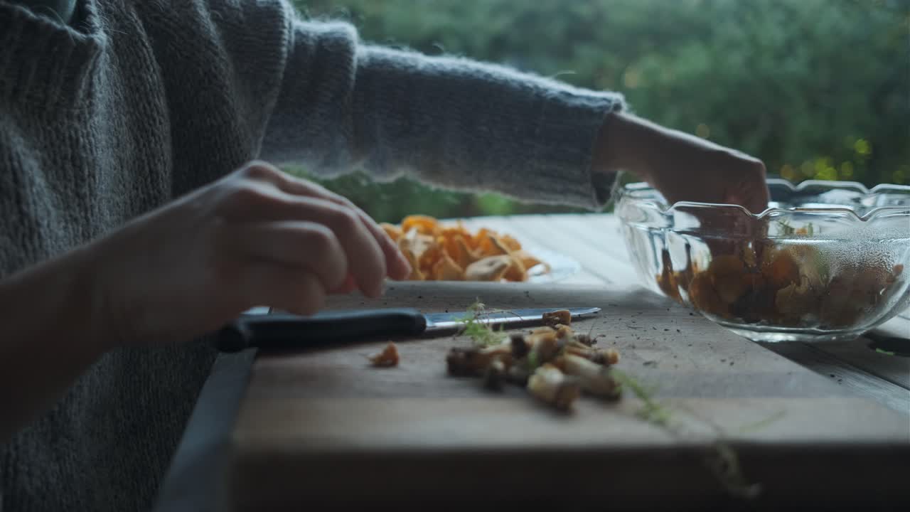 Female hands cleaning golden chanterelle mushrooms on wooden board outside