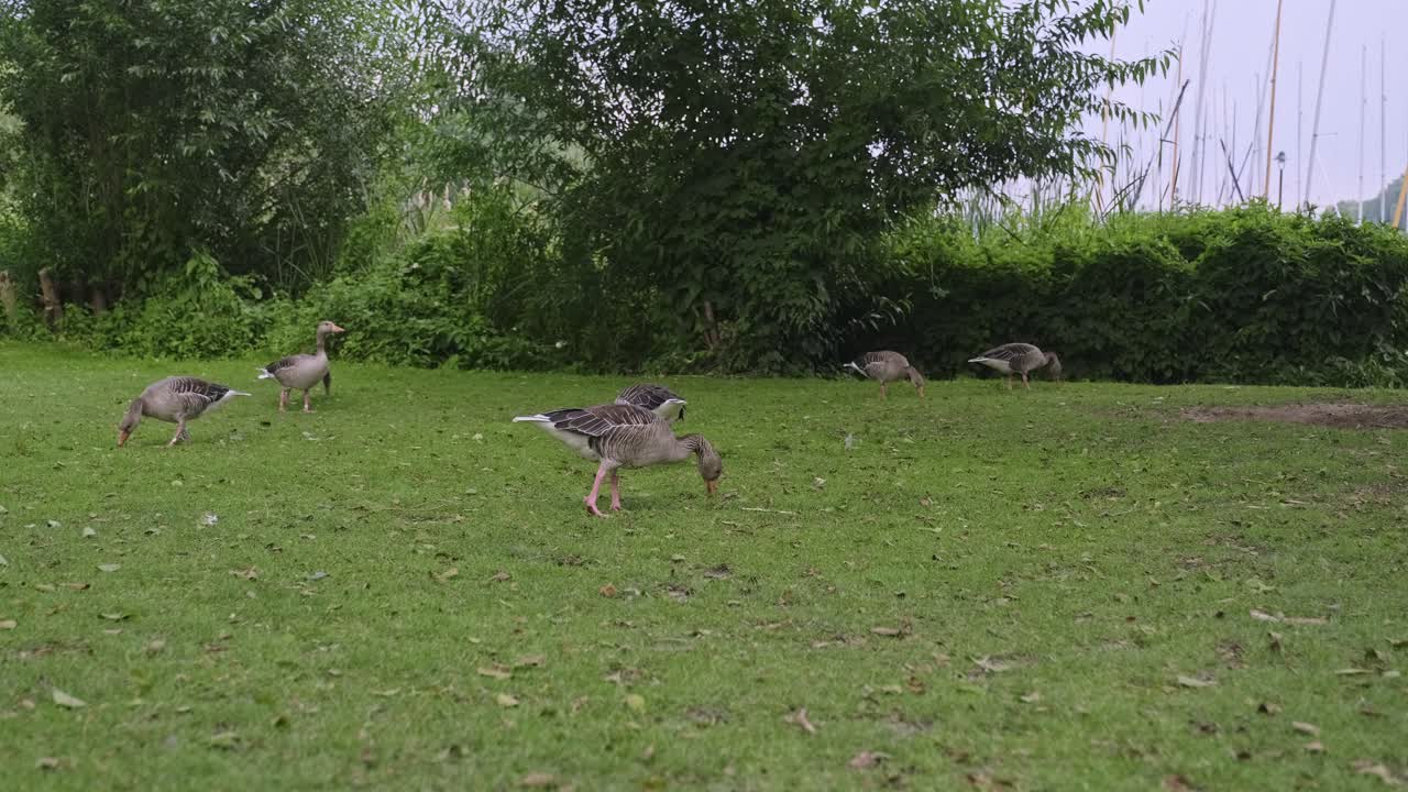잎이 무성한 관목과 덤불 옆에 독일 함부르크에 있는 외부 알스터 호수에서 풀을 뜯고 있는 기러기 떼