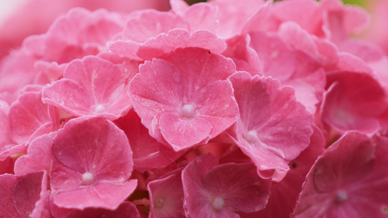 Macro shot of pink hydrangea flowers with raindrops in rain garden, vibrant petals in fresh summer bloom
