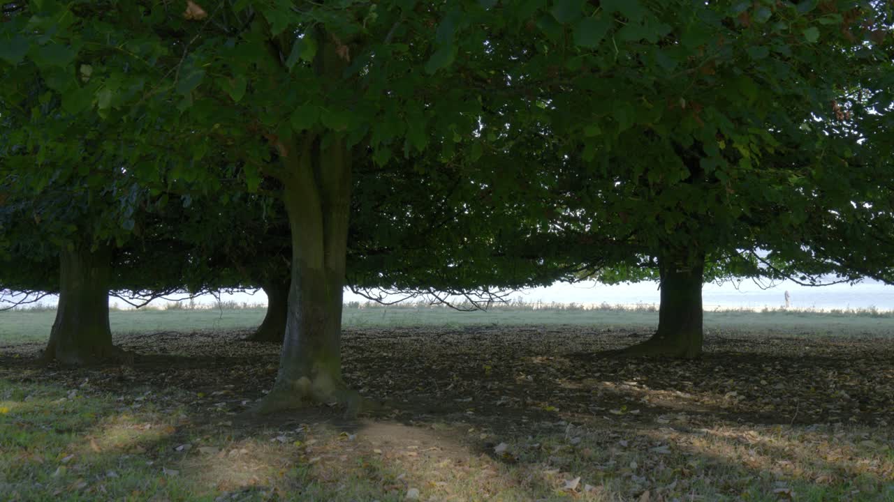 Shaded woodland trees in Rutland with soft ground light and calm natural atmosphere