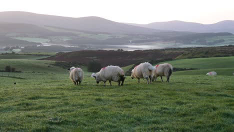sheep grazing in the lush green wicklow mountains, ireland at dawn, peaceful rural scene