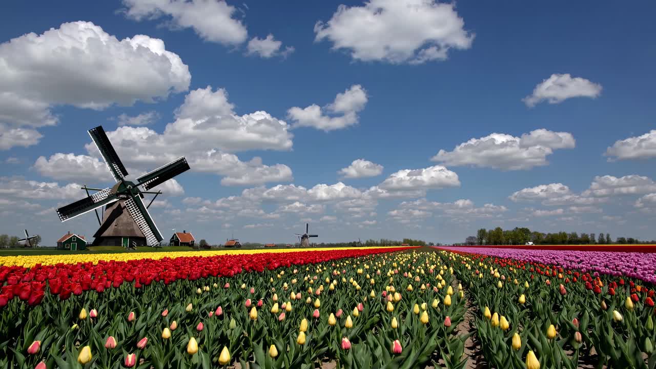 Dutch Windmills and Tulip Fields