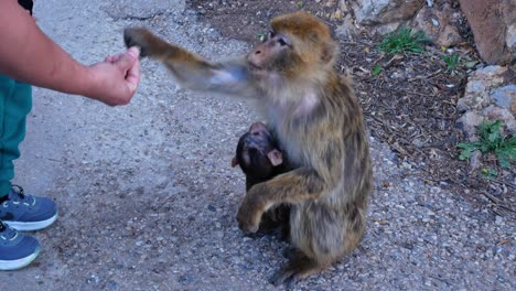 Barbary monkey mom whith her baby taking food from a child hand, Cap Carbon, Bejaia