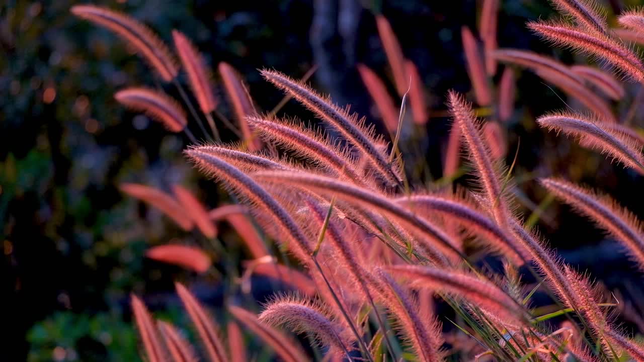 flores de hierba roja brillante meciéndose en el viento -cerrar