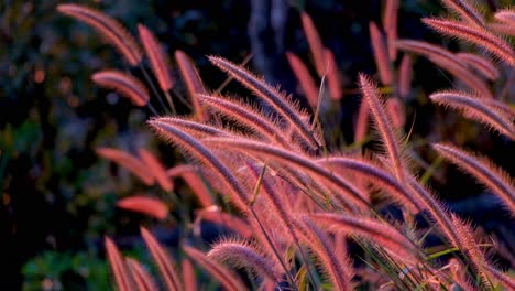 bright red grass flowers swaying in the wind -close up