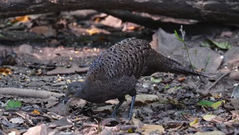 la hembra se ve mirando a su alrededor y luego comienza a buscar comida en el suelo, el pavo real gris polyplectron bicalcaratum, tailandia