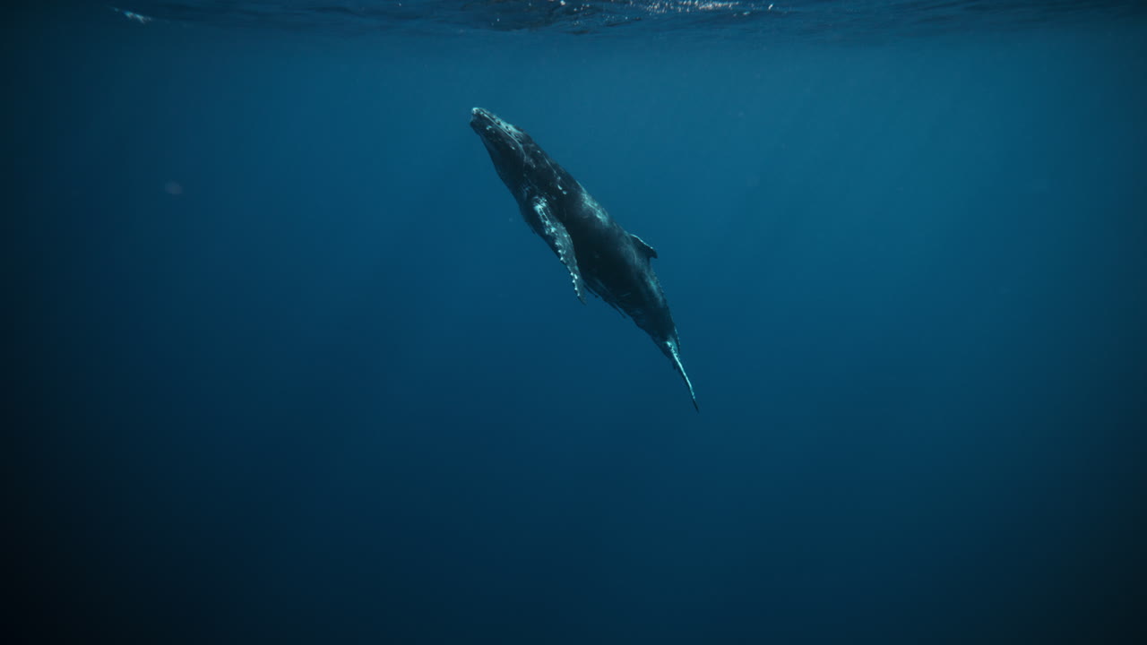 Whale ascending gently through blue water, lit from above