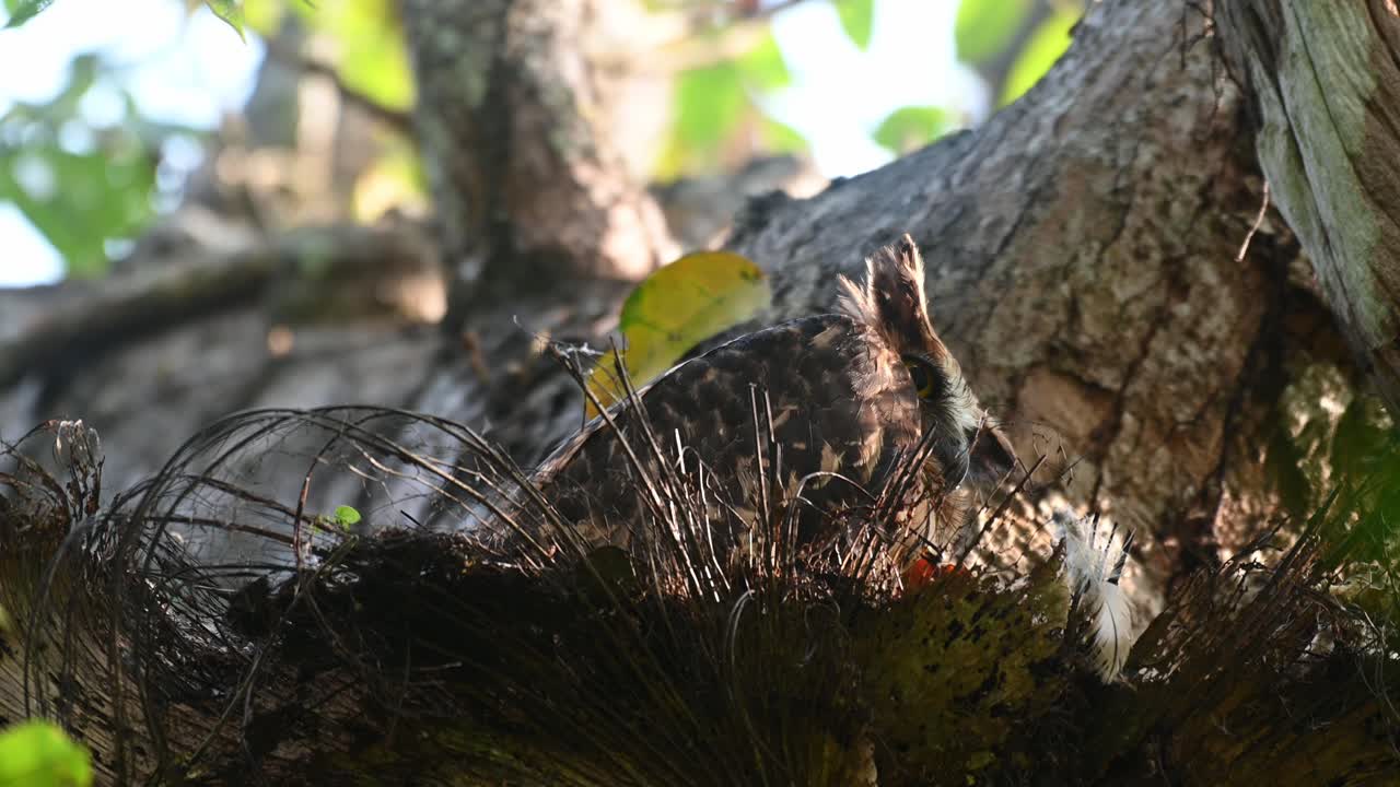 Waiting for dark to come while the afternoon sun setting shines on its face, lovely looking nest made of dried fern leaves