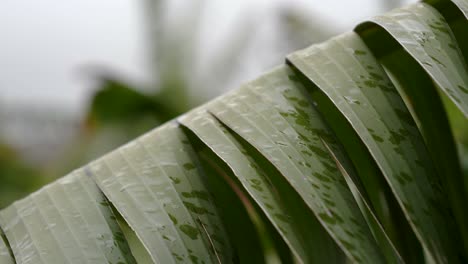 Tropischer-Niederschlag,-Regentropfen-Fallen-Auf-Bananenblätter,-Makro