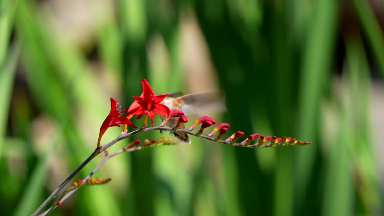 colibrí en una planta de flores de crocosmia