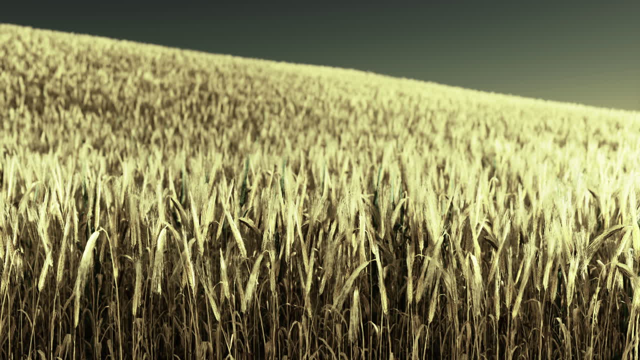 늦은 오후 빛 동안 부드러운 바람에 흔들리는 황금 밀