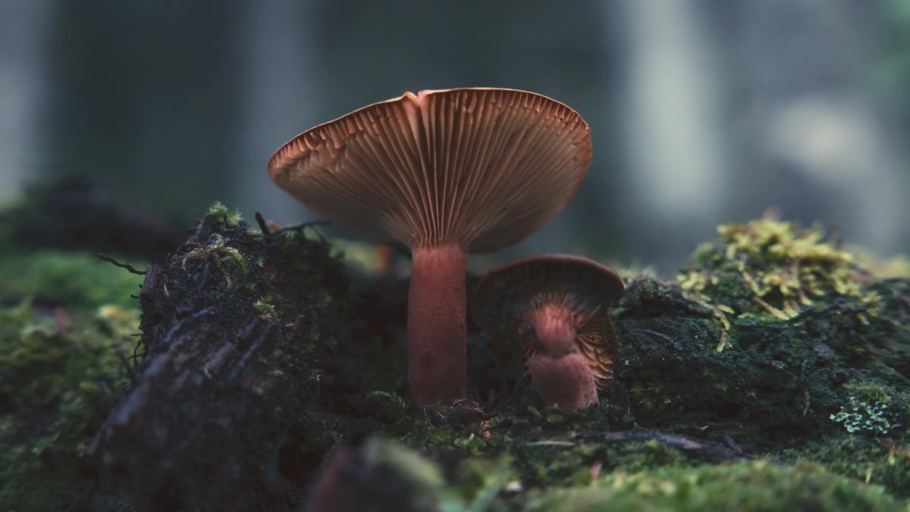 Wild mushrooms growing on a mossy ground in the forest