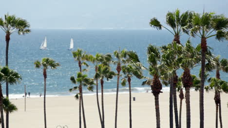 long lens shot of venice beach with blue sky, palm trees, ocean and sailboats in the distance