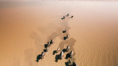 Early-morning-herd-of-Water-Buffalo-meander-freely-along-the-wild-Tonle-Sap-lakeside,-South-East-Asia,-enjoying-their-relaxing-lifestyle