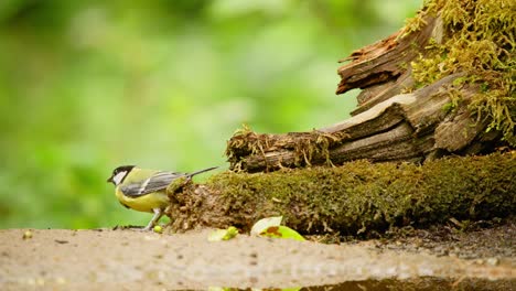 Great-Tit-in-Friesland-Netherlands-sideview-as-it-pecks-and-pulls-moss-off-of-wood-at-forest-floor