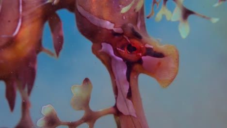 listnatý mořský drak s vejci 4k pomalý pohyb jižní austrálie