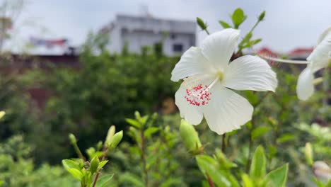 close-up of a white hibiscus flower