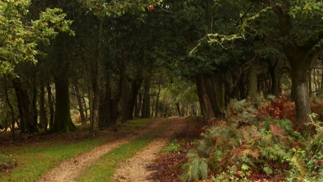 Inclinándose-Hacia-Una-Pista-Que-Va-Entre-árboles-En-El-Nuevo-Bosque