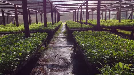 jardín de infantes que produce plántulas de yerba mate desde un avión no tripulado
