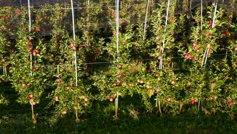 Apple plantation, orchard with anti hail net for protection, pan shot from side, read apples on tree in sunrise, fruit production, plant protection business