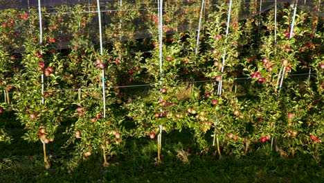 apple plantation, orchard with anti hail net for protection, pan shot from side, read apples on tree in sunrise, fruit production, plant protection business