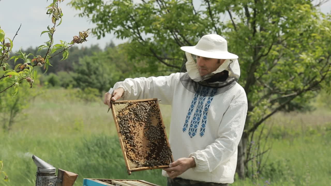 Hardworking Bees On Honeycomb. View of the busy bees on honeycomb
