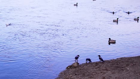 Hooded-Crows-And-Mallard-Ducks-In-The-River-At-The-Park-In-Romania---wide-shot