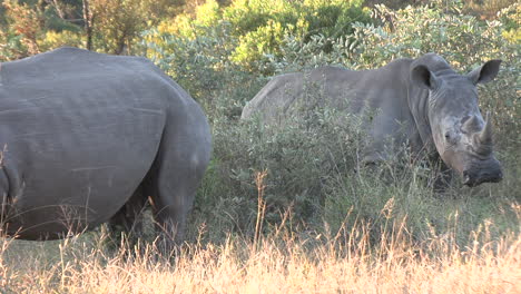 Weiße-Nashörner-Grasen-Im-Sonnigen-Afrikanischen-Wildpark