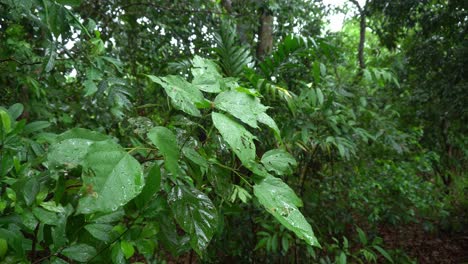 esta lloviendo en el bosque
