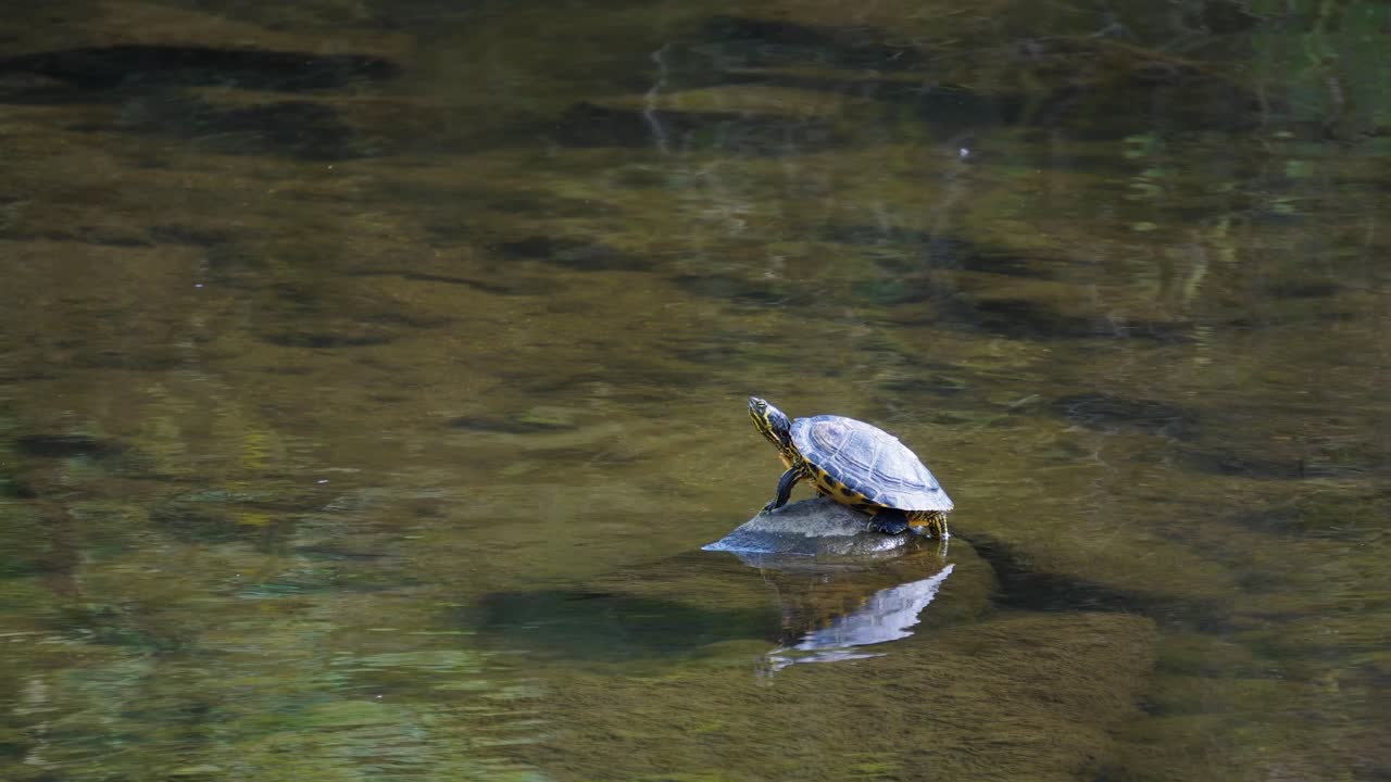 tortuga macho de vientre amarillo descansando sobre piedra en medio del agua del arroyo yangjae, seúl, corea del sur