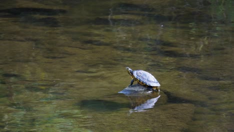 male yellow bellied slider turtle resting on stone in the middle of yangjae stream water, seoul south korea