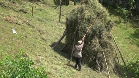 old man arranging hay on a hill