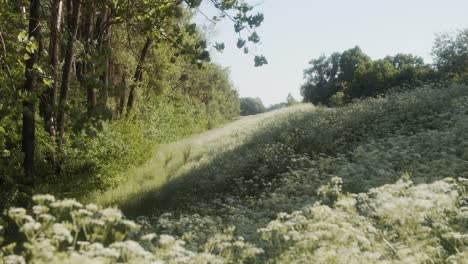 flowering plants near the forest during the wind