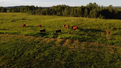 Las-Vacas-Que-Pastan-En-Un-Campo-Verde-Se-Acercaron-A-Alberta,-Canadá