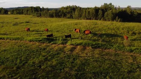 cows grazing at a green field approached alberta canada