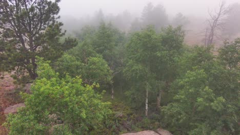 A-mysterious-enchanted-forest-on-a-misty-morning