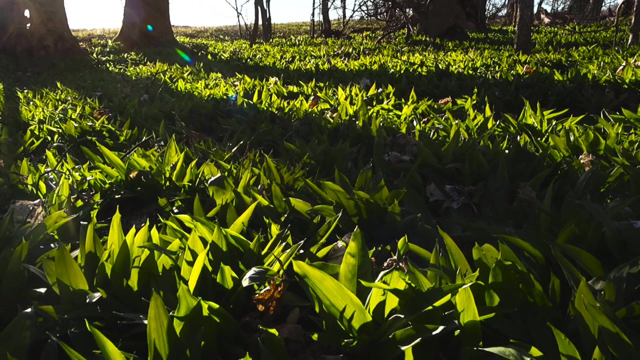 Folhas de alho-silvestre verde-vivo cobrindo o chão da floresta no início da primavera, iluminadas pela luz quente do sol filtrando-se pelas árvores, criando belas sombras e realces na folhagem