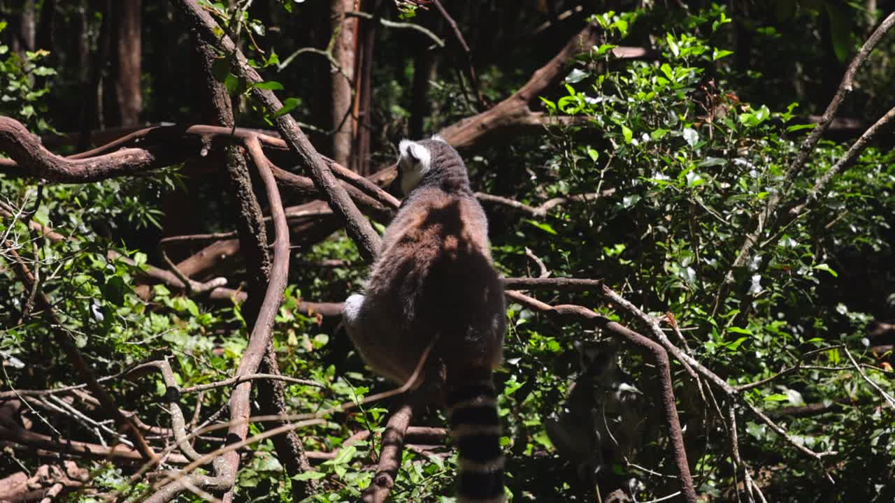 숲에서 나무 가지에 앉아 휴식을 취하는 레무르의 뒷면. 자연 서식지에서 포유류. 사파리 공원의 동물, 남아프리카 공화국.
