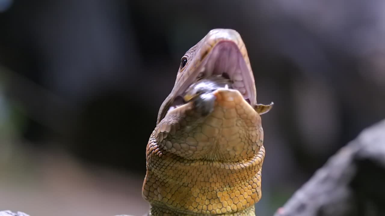 Front View of A Caiman Lizard Eating A Snail - Close-up Shot