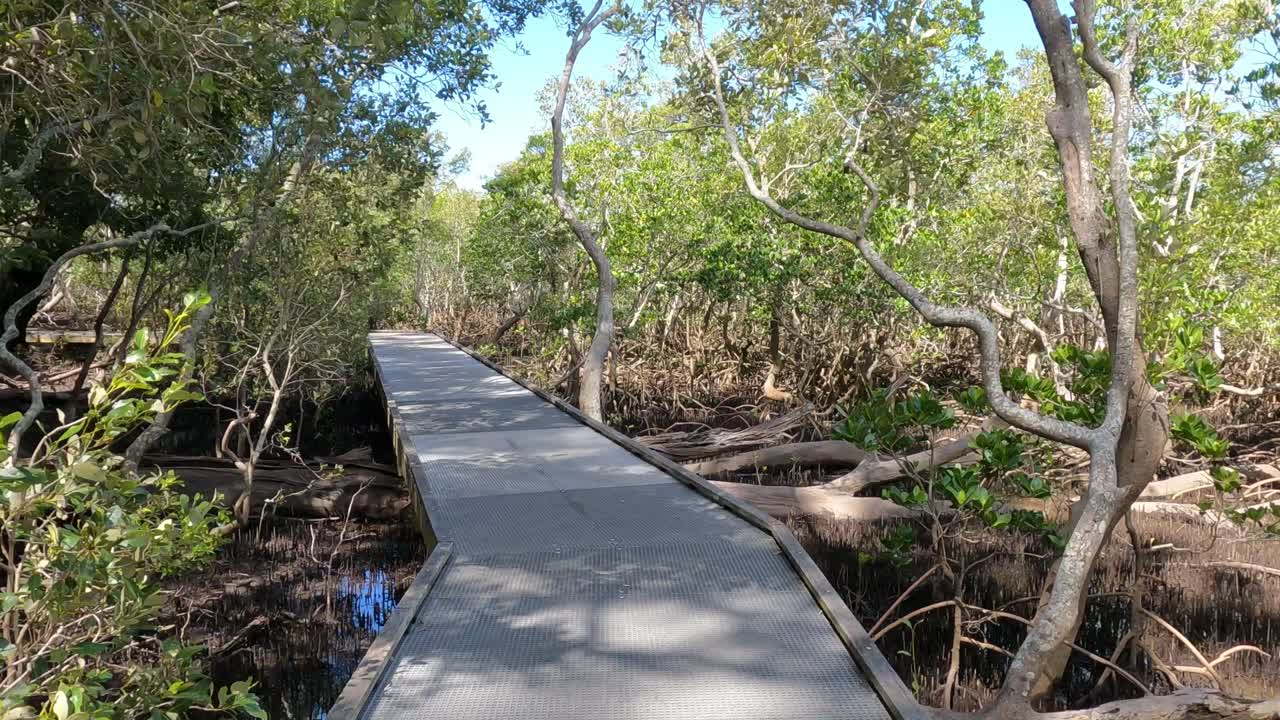 산책로 가 울창 한 맹그로브 생태계 를 가로지르고 있다