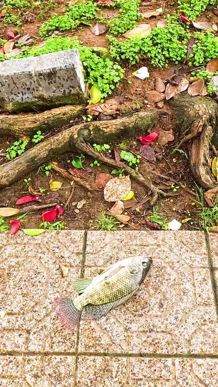 рыба, лежащая на тротуаре возле корней деревьев