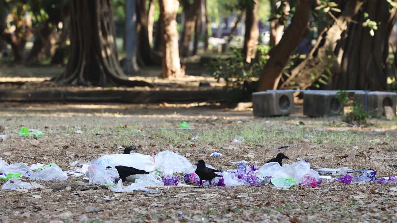 Birds interact and forage among scattered trash