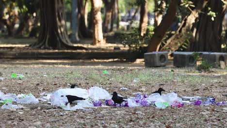 birds interact and forage among scattered trash